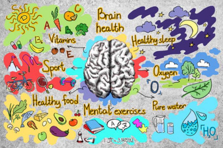 Healthy Brain